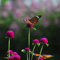 butterfly on flower