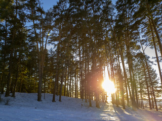 The sun in the woods in winter. Winter forest on a sunny clear day.