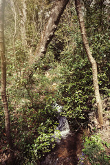 little waterfall in the park