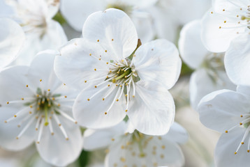 Obraz premium Cherry spring flowers