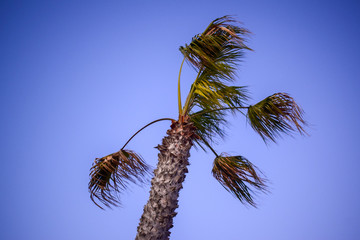 Palm Tree Waving in Wind before storm at Dusk
