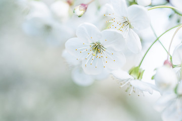 Cherry spring flowers