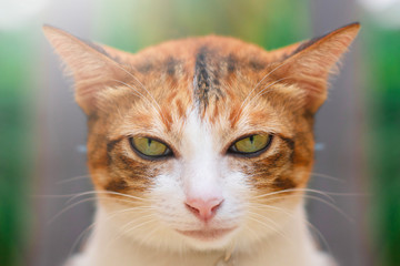 Thai cat playing on the field on blurred tree background
