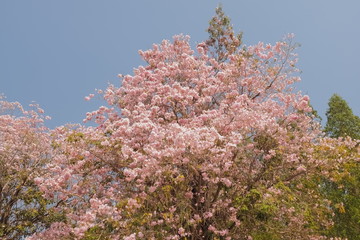 Beautiful Pink Trumpet Tree or Tabebuia Rosea blossom blooming on top tree with blue sky background, Chompu Pantip Road, Kasetsart University, Kamphaeng Saen Campus, Nakhon Pathom, Thailand.