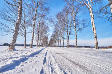 Beautiful White Birch Tree of Tokachi Ranch scenic at Otufuke town in Obihiri city, Hokkaido, Japan