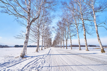 Obraz premium Beautiful White Birch Tree of Tokachi Ranch scenic at Otufuke town in Obihiri city, Hokkaido, Japan
