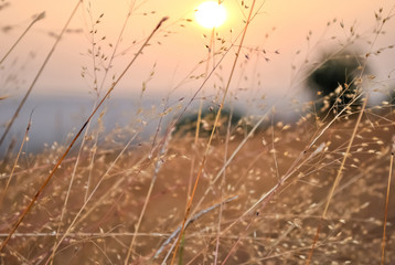 Summer field, road, footpath