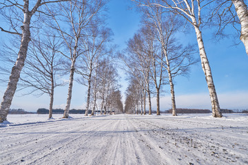 Beautiful White Birch Tree of Tokachi Ranch scenic at Otufuke town in Obihiri city, Hokkaido, Japan