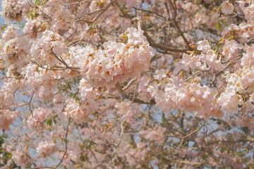 Beautiful Pink Trumpet Tree or Tabebuia Rosea blossom blooming on tree texture background, Chompu Pantip Road, Kasetsart University, Kamphaeng Saen Campus, Nakhon Pathom, Thailand.
