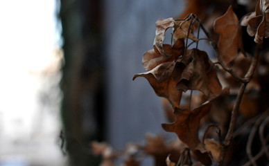 dried leaves vine in the street