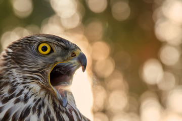 Portrait of Northern goshawk, Accipiter gentilis, young bird with bright yellow eyes and opened beak against nice golden, abstract circular blur bokeh. Bird of prey. Highlands, Czech republic.
