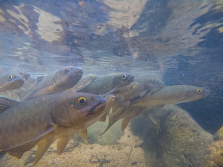 Antimony fish in the water fall. Chanthaburi Thailand