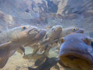 Antimony fish in the water fall. Chanthaburi Thailand