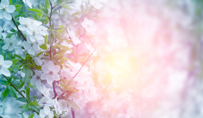 Spring abstract floral background. Spring flowering of apple, cherry.