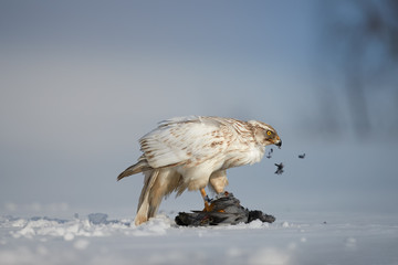 Bird of prey with catch. White Siberian goshawk, Accipiter gentilis albidus  eating dove on snow ground. Low angle photo of rare, white hawk in winter landscape.  