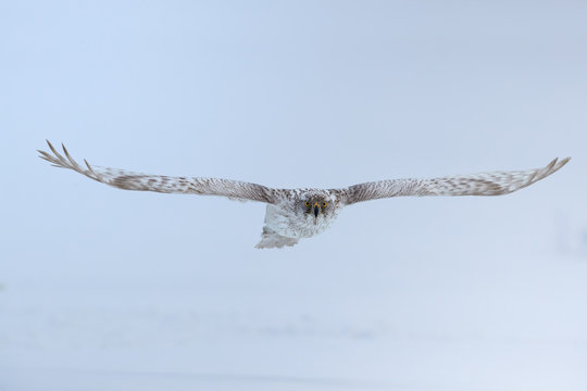 solated White Siberian goshawk,  Accipiter gentilis albidus, front view on rare, almost white hawk, bird of prey wirh outstretched wings,  flying in winter landscape.