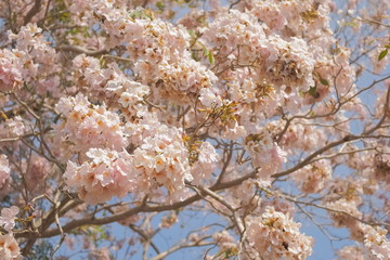 Fototapeta premium Beautiful Pink Trumpet Tree or Tabebuia Rosea blossom blooming on tree texture background, Chompu Pantip Road, Kasetsart University, Kamphaeng Saen Campus, Nakhon Pathom, Thailand.