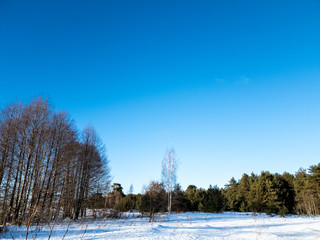 the Winter forest in the afternoon. Forest in winter close up.