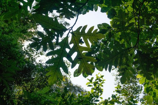 view of branch from below with big leaves, rainforst vegetation in malaysia