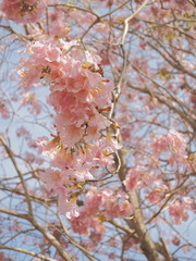 Beautiful Pink Trumpet Tree or Tabebuia Rosea blossom blooming on tree texture background, Chompu Pantip Road, Kasetsart University, Kamphaeng Saen Campus, Nakhon Pathom, Thailand.