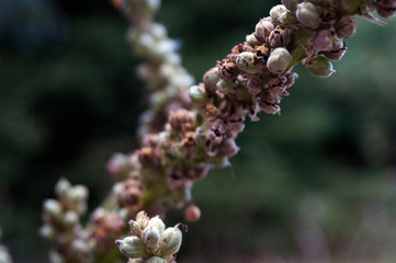 wild flower close to september 