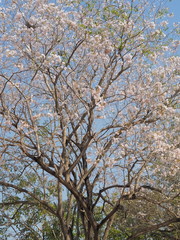Beautiful Pink Trumpet Tree or Tabebuia Rosea blossom blooming on top tree with blue sky background, Chompu Pantip Road, Kasetsart University, Kamphaeng Saen Campus, Nakhon Pathom, Thailand.
