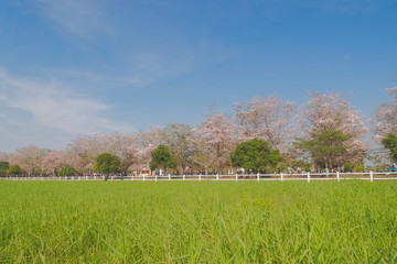 Beautiful Pink Trumpet Tree or Tabebuia Rosea blossom blooming on tree with blue sky background, Chompu Pantip Road, Kasetsart University, Kamphaeng Saen Campus, Nakhon Pathom, Thailand.