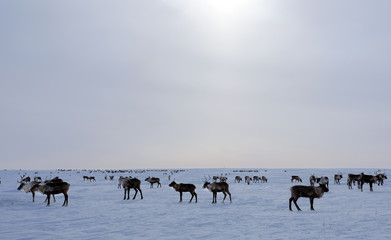 Fototapeta na wymiar beautiful reindeer in the tundra