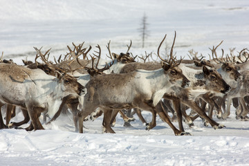 A herd of deer passes through a snowfield