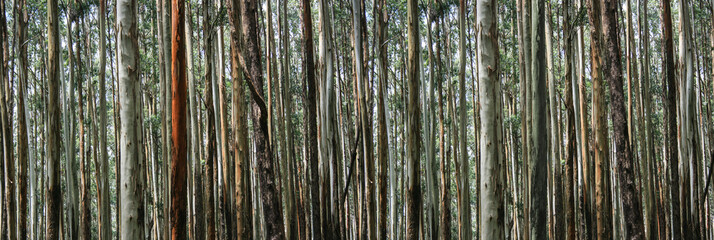 7711x2592 pixel forest tree texture 