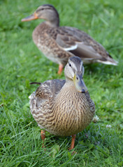 Duck island Salwicki on lake Valdai