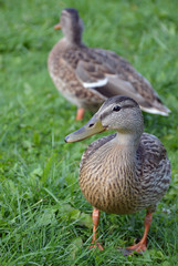 Duck island Salwicki on lake Valdai