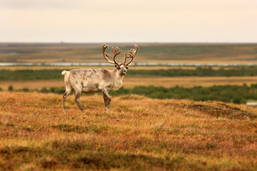 beautiful reindeer in the tundra