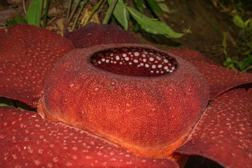 closeup of red raflesia world largest flower in rainforest of malaysia