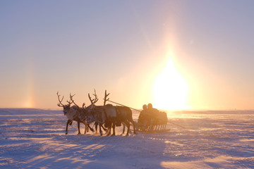 Beautiful  deer in the center of winter tundra