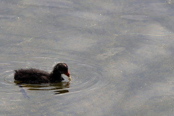 brutto anatroccolo solitario che vaga in un laghetto