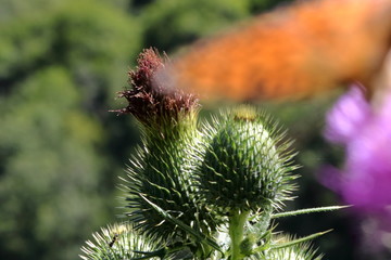 Fiore selvatico coperto da ala di farfalla
