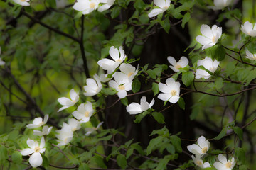 dogwood flowers in garden