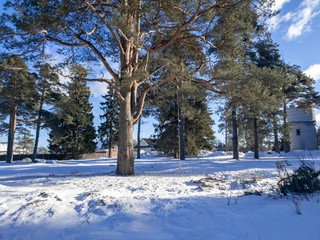 Swings on a tree in the woods in winter. Swing empty in the forest