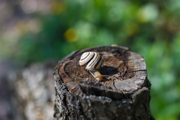 Snail crawling on a tree or bark or ground