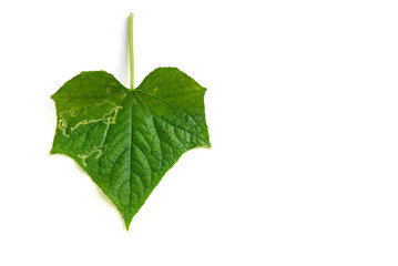 Cucumber leave on white background