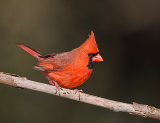 Northern Cardinal against a natural forest background