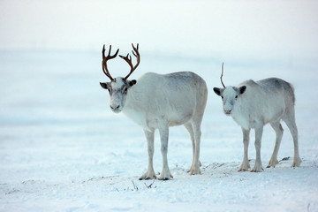 Beautiful white deer and calf © Aleksandr