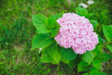 blooming pink hydrangeas flowers close up