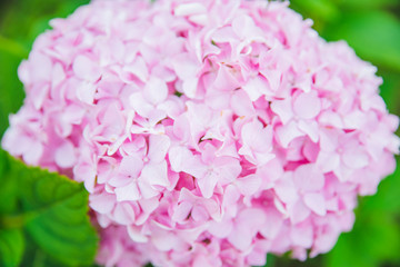 blooming pink hydrangeas flowers close up