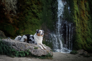 dog on the waterfall. Pet on the nature, rest. Australian Shepherd