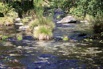 Ruscello incontaminato nella regione del Lucomagno