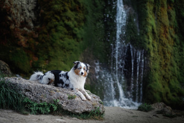 dog on the waterfall. Pet on the nature, rest. Australian Shepherd