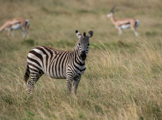 A Zebra standing infront of an acacia tree while grazing in the plains of africa inside Masai Mara National Park during a wildlife safari