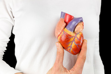 Hand holds heart model in front of white chest